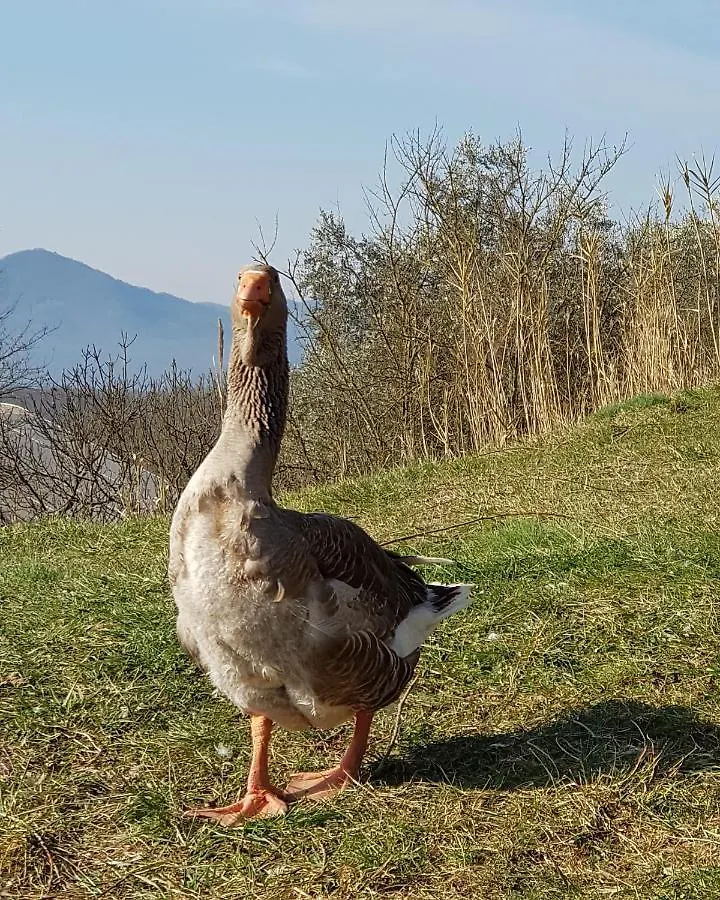 Agriturismo Il Picchio Verde Licciana Nardi Italia